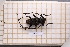  (Aegomorphus gigas - JT-GF-565)  @11 [ ] CC-By (2025) Julien Touroult MNHN