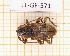  ( - JT-GF-571)  @11 [ ] CC-By (2025) Julien Touroult MNHN