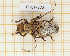  (Oncideres barclayi - JT-GF-572)  @11 [ ] CC-By (2025) Julien Touroult MNHN