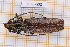 (Praxithea guianensis - JT-GF-592)  @11 [ ] CC-By (2025) Julien Touroult MNHN