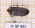  (Lucidota pennata - JT-GF-660)  @11 [ ] CC-By (2025) Julien Touroult MNHN