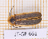  (Lucidota albocornuta - JT-GF-661)  @11 [ ] CC-By (2025) Julien Touroult MNHN