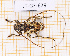  (Xylergates elaineae - JT-GF-679)  @11 [ ] CC-By (2025) Julien Touroult MNHN