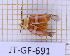  (Asphaera discicollis - JT-GF-691)  @11 [ ] CC-By (2025) Julien Touroult MNHN