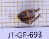  (Homotyphus - JT-GF-693)  @11 [ ] CC-By (2025) Julien Touroult MNHN