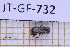  (Discodon brulei - JT-GF-732)  @11 [ ] CC-By (2025) Julien Touroult MNHN