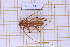 (Eburodacrys granipennis - JT-GF-737)  @11 [ ] CC-By (2025) Julien Touroult MNHN