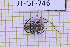  (Nyssodrysternum freyorum - JT-GF-746)  @11 [ ] CC-By (2025) Julien Touroult MNHN