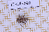  (Hyperplatys griseomaculatus - JT-GF-749)  @11 [ ] CC-By (2025) Julien Touroult MNHN