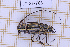  (Colobothea hirtipes - JT-GF-763)  @11 [ ] CC-By (2025) Julien Touroult MNHN