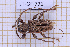  (Aegomorphus vetustus - JT-GF-771)  @11 [ ] CC-By (2025) Julien Touroult MNHN