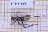  (Itaclytus tumulifer - JT-GF-775)  @11 [ ] CC-By (2025) Julien Touroult MNHN