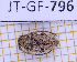  (Eupogonius albipilis - JT-GF-796)  @11 [ ] CC-By (2025) Julien Touroult MNHN