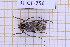  (Colobothea assimilis - JT-GF-756)  @11 [ ] CC-By (2025) Julien Touroult MNHN