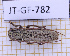  (Ataxia uniformis - JT-GF-782)  @11 [ ] CC-By (2025) Julien Touroult MNHN