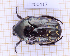  (Amithao albopictum - JT#00417)  @11 [ ] CC-By (2025) Julien Touroult MNHN
