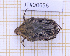  (Hoplopyga liturata - JT#00656)  @11 [ ] CC-By (2025) Julien Touroult MNHN