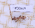  ( - JT#00659)  @11 [ ] CC-By (2025) Julien Touroult MNHN
