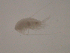  ( - BIOUG01718-C05)  @12 [ ] CreativeCommons - Attribution (2013) CBG Photography Group Centre for Biodiversity Genomics