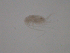  ( - BIOUG01718-C06)  @12 [ ] CreativeCommons - Attribution (2013) CBG Photography Group Centre for Biodiversity Genomics