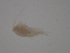  ( - BIOUG01718-C09)  @12 [ ] CreativeCommons - Attribution (2013) CBG Photography Group Centre for Biodiversity Genomics