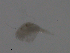  ( - BIOUG01718-E05)  @13 [ ] CreativeCommons - Attribution (2013) CBG Photography Group Centre for Biodiversity Genomics