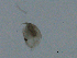  (Disparalona acuirostris - BIOUG03325-B07)  @12 [ ] CreativeCommons - Attribution (2013) CBG Photography Group Centre for Biodiversity Genomics