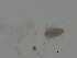  ( - BIOUG03325-C01)  @12 [ ] CreativeCommons - Attribution (2013) CBG Photography Group Centre for Biodiversity Genomics
