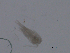  ( - BIOUG03325-C12)  @12 [ ] CreativeCommons - Attribution (2013) CBG Photography Group Centre for Biodiversity Genomics