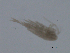  ( - BIOUG03325-D04)  @13 [ ] CreativeCommons - Attribution (2013) CBG Photography Group Centre for Biodiversity Genomics