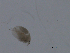  (Coronatella - BIOUG03325-D05)  @12 [ ] CreativeCommons - Attribution (2013) CBG Photography Group Centre for Biodiversity Genomics