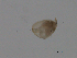  (Alona guttata - BIOUG03325-D06)  @12 [ ] CreativeCommons - Attribution (2013) CBG Photography Group Centre for Biodiversity Genomics