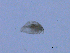  ( - BIOUG03325-E12)  @12 [ ] CreativeCommons - Attribution (2013) CBG Photography Group Centre for Biodiversity Genomics