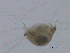  ( - BIOUG03325-F07)  @12 [ ] CreativeCommons - Attribution (2013) CBG Photography Group Centre for Biodiversity Genomics