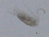  ( - BIOUG03325-F10)  @12 [ ] CreativeCommons - Attribution (2013) CBG Photography Group Centre for Biodiversity Genomics