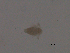  ( - BIOUG03326-B04)  @12 [ ] CreativeCommons - Attribution (2013) CBG Photography Group Centre for Biodiversity Genomics