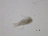  ( - BIOUG03326-B07)  @13 [ ] CreativeCommons - Attribution (2013) CBG Photography Group Centre for Biodiversity Genomics