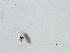  (Leptodiaptomus minutus - BIOUG03326-C06)  @13 [ ] CreativeCommons - Attribution (2013) CBG Photography Group Centre for Biodiversity Genomics