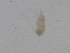  ( - BIOUG03326-C11)  @12 [ ] CreativeCommons - Attribution (2013) CBG Photography Group Centre for Biodiversity Genomics