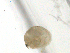  ( - BIOUG03326-D10)  @12 [ ] CreativeCommons - Attribution (2013) CBG Photography Group Centre for Biodiversity Genomics