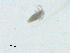  ( - BIOUG03326-E07)  @13 [ ] CreativeCommons - Attribution (2013) CBG Photography Group Centre for Biodiversity Genomics