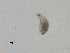  ( - BIOUG03326-H11)  @12 [ ] CreativeCommons - Attribution (2013) CBG Photography Group Centre for Biodiversity Genomics