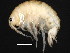  (Hyalellidae - 11AlgonqNJ0083)  @15 [ ] CreativeCommons - Attribution (2012) CBG Photography Group Centre for Biodiversity Genomics