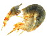  (Eulimnogammarus verrucosus - 11NJBaikal015)  @11 [ ] CreativeCommons - Attribution (2012) CBG Photography Group Centre for Biodiversity Genomics