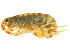  ( - 11NJBaikal022)  @11 [ ] CreativeCommons - Attribution (2012) CBG Photography Group Centre for Biodiversity Genomics