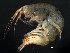  ( - 11NJBaikal023)  @11 [ ] CreativeCommons - Attribution (2012) CBG Photography Group Centre for Biodiversity Genomics