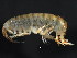  ( - 11NJBaikal024)  @11 [ ] CreativeCommons - Attribution (2012) CBG Photography Group Centre for Biodiversity Genomics
