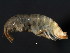  (Eulimnogammarus vittatus - 11NJBaikal025)  @13 [ ] CreativeCommons - Attribution (2012) CBG Photography Group Centre for Biodiversity Genomics