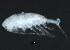  ( - 12NJNB0006)  @13 [ ] CreativeCommons - Attribution (2012) CBG Photography Group Centre for Biodiversity Genomics