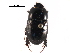  (Heteronychus arator - BIOUG02563-C11)  @15 [ ] CreativeCommons - Attribution (2017) CBG Photography Group Centre for Biodiversity Genomics